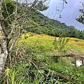 1100815花蓮 赤柯山金針_210822_75.jpg