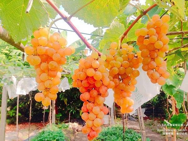 王氏有機葡萄莊園-熟成轉色完成1 (印).jpg 王氏有機葡萄莊園-熟成轉色完成1 (印).jpg