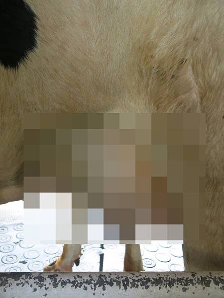 綠盈牧場-Z罩杯的牛.jpg 綠盈牧場-Z罩杯的牛.jpg