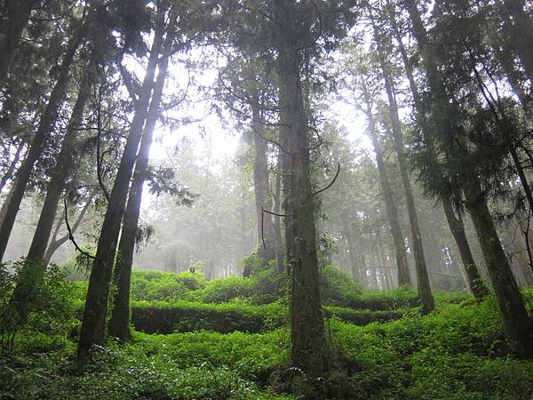 水山巨木步道(不密集的原因是種芥末).JPG