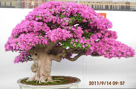 九重葛花 九重葛花