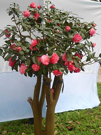 IMG_0723 IMG_0723