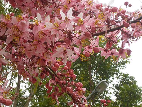 IMG_0825 IMG_0825