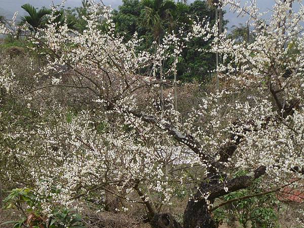 梅花 梅花