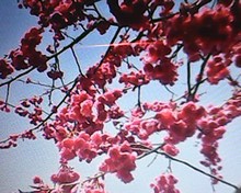 數位相機 019 數位相機 019