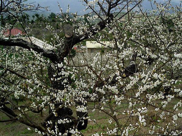 梅嶺盛開梅花 梅嶺盛開梅花