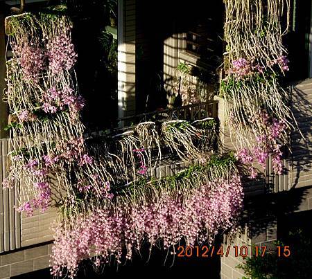 蘭花掛屋簷 蘭花掛屋簷
