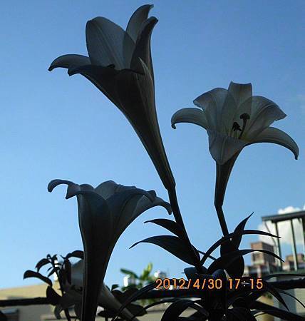 百合花 百合花