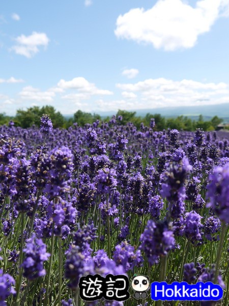 富良野FLOWER LAND花田54