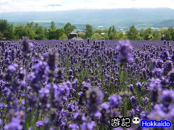 富良野FLOWER LAND花田55