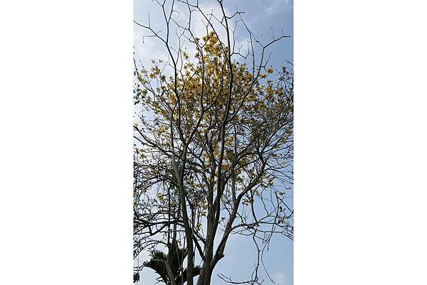 中埔遊客中心074.jpg 中埔遊客中心074.jpg