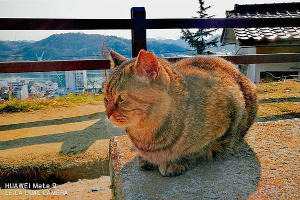 IMG_20210620_101935555.jpg IMG_20210620_101935555.jpg