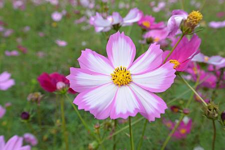 波斯菊花田