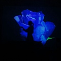 Blue Roses.JPG