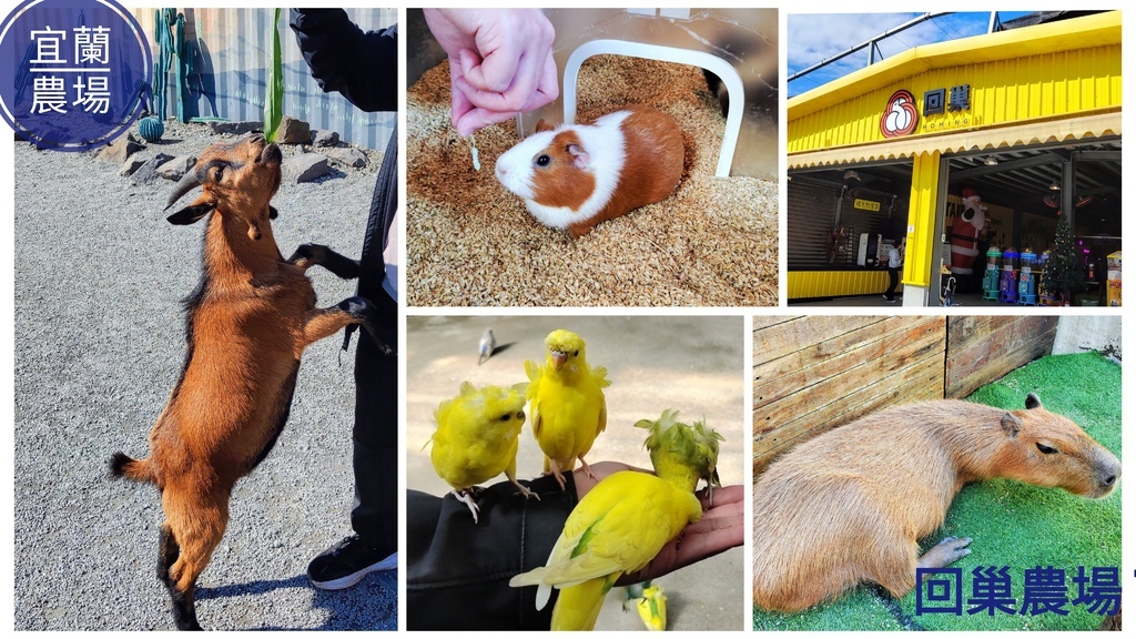 回巢農場_宜蘭親子景點_礁溪農場_回巢Homing_宜蘭動物互動_回巢門票資訊_回巢農場評價_回巢農場交通_回巢農場餐點_回巢農場停車_回巢農場地圖_回巢農場動物_回巢農場餵食體驗_回巢農場開放時間_回巢農場kkday_回巢農場活動_回巢農場照片_回巢農場預約_宜蘭觀光工廠_虎皮鸚鵡_伊比魚的旅行意義 (1).jpg