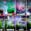 香草植物20120617起