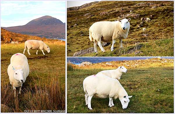 19 蘇格蘭 高地 10 2 世界最美沿海公路之一 Nc500 Shieldaig To Torridon Blog Of 蛋蛋窩 痞客邦