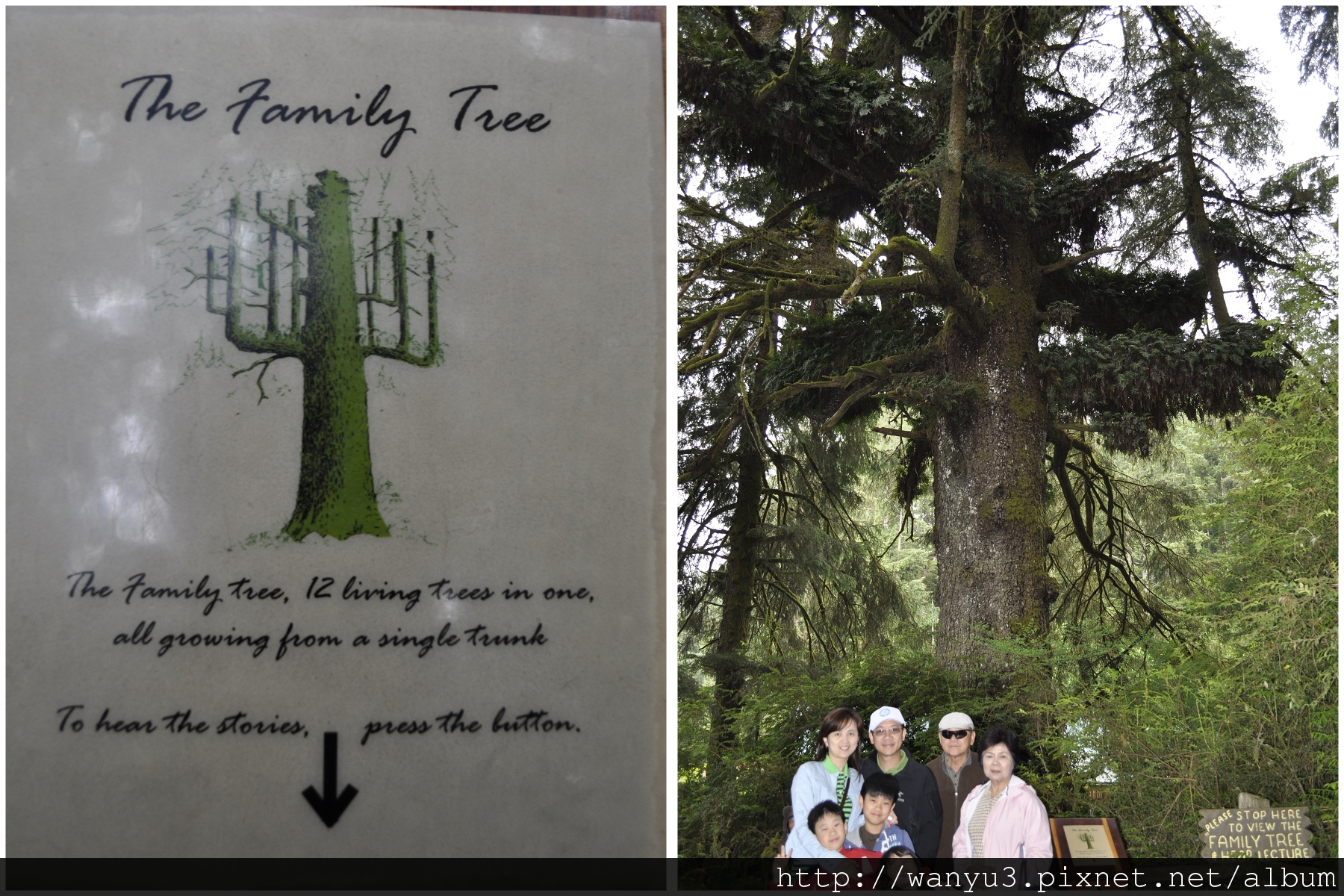 FAMILY TREE.jpg