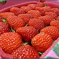 草莓季節來囉.jpg