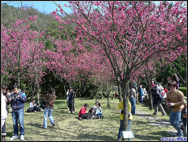 有陽光.有櫻花...就會有人潮....jpg