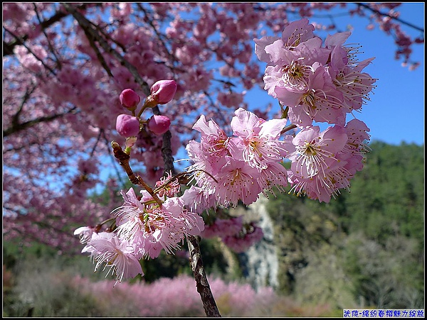 茶-櫻花美-2.jpg