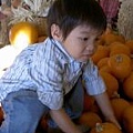 Pumpkin Patch 2008