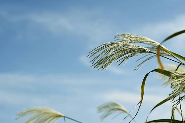 silver-grass-g31cc6ba37_1920