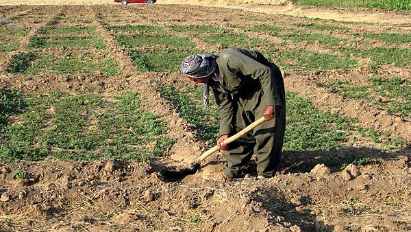 kurdish-farmer-digging-earth-on-his-farm