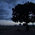 Dominick under tree.jpg