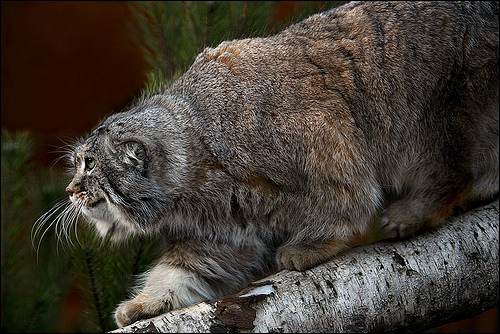 manul4.jpg