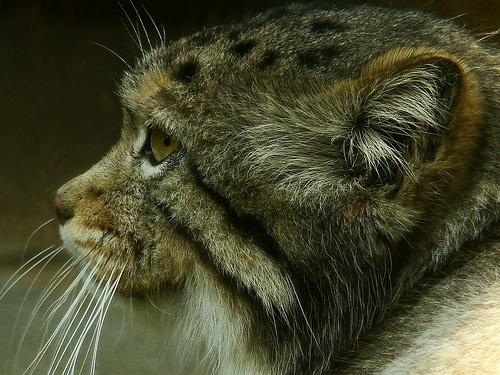 manul8.jpg