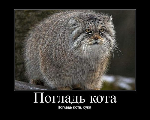 manul9.jpg