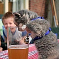 cats_drinking_beer_01.jpg