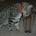 cats_drinking_beer_04.jpg