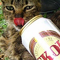 cats_drinking_beer_12.jpg