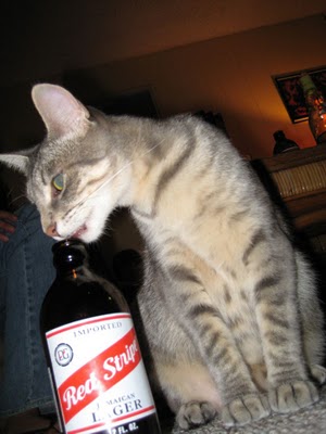 cats_drinking_beer_17.jpg