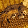 cats_drinking_beer_19.jpg