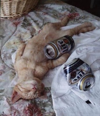 cats_drinking_beer_25.jpg