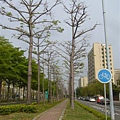 東豐路上有一整排木棉道和腳踏車道