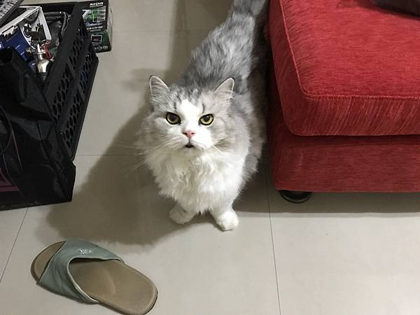 nEO_IMG_IMG_9695.jpg nEO_IMG_IMG_9695.jpg