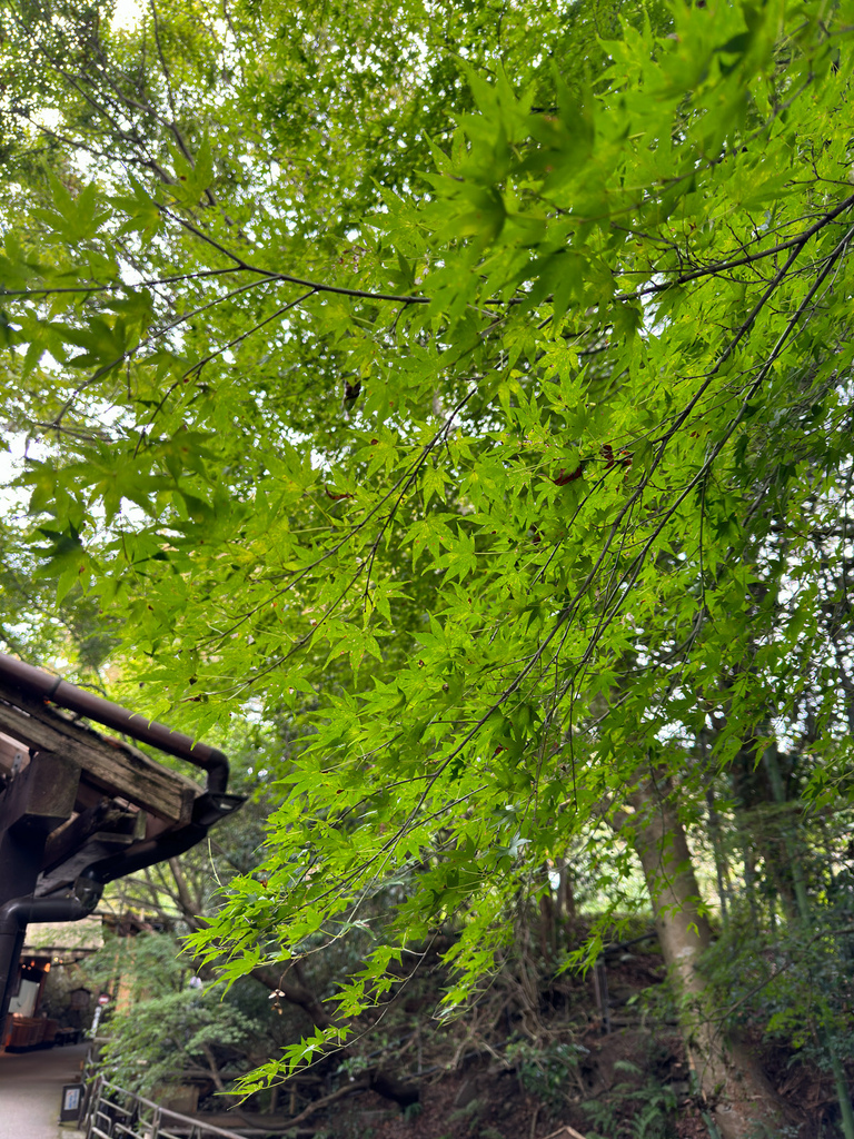 [日本.京都] 京都大原三千院 (さんぜんいん).令人難忘的