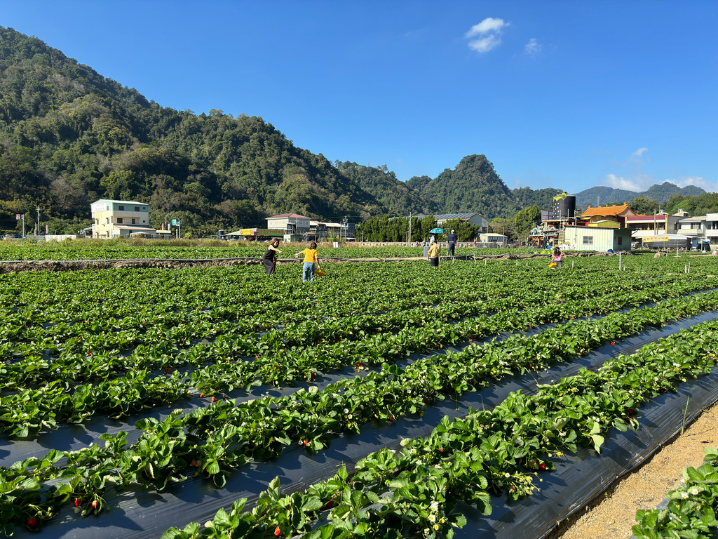 [苗栗.大湖] 大湖巧合草莓園.空氣裡都是草莓的味道