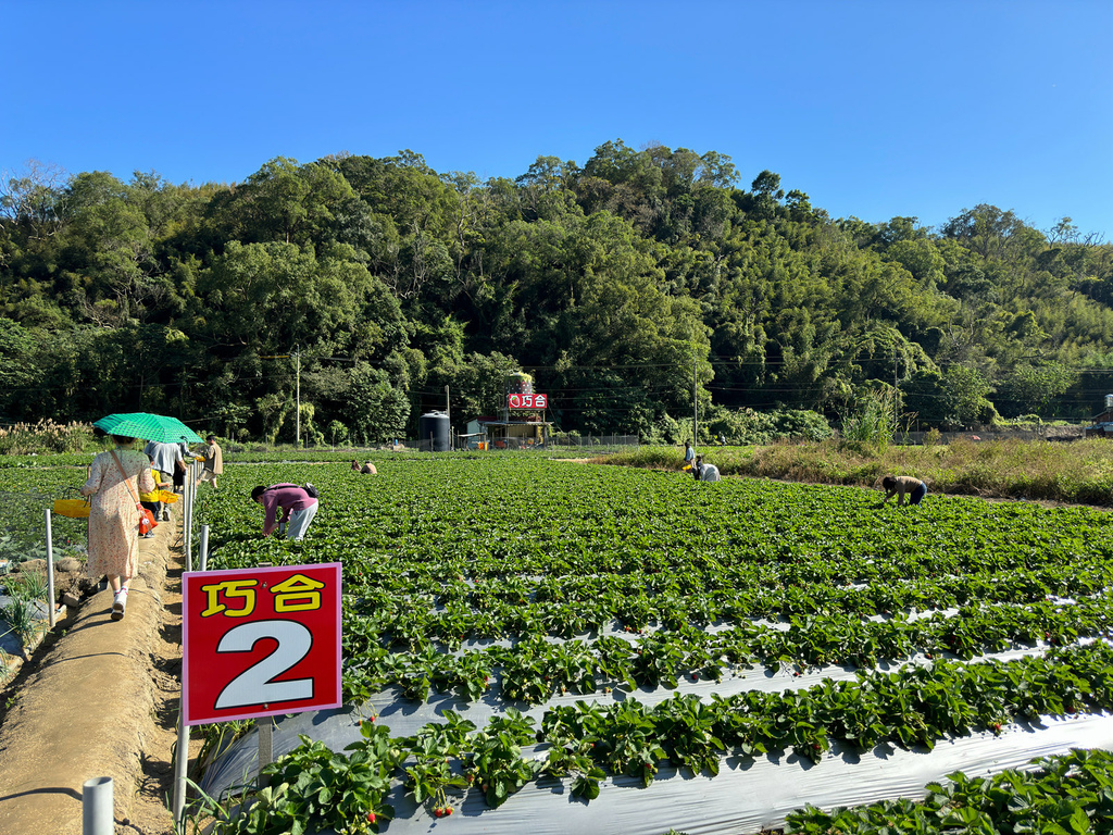 [苗栗.大湖] 大湖巧合草莓園.空氣裡都是草莓的味道