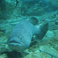 不知名魚