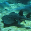不知名魚