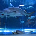SHARK