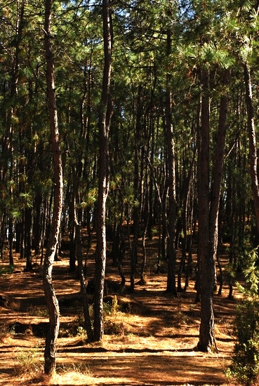 束河古鎮_茶馬古道松樹林2.JPG