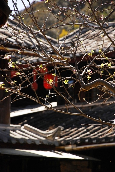 束河古鎮_樹與屋簷.JPG