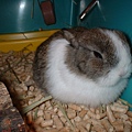 rabit029.jpg