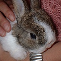 rabit017.jpg